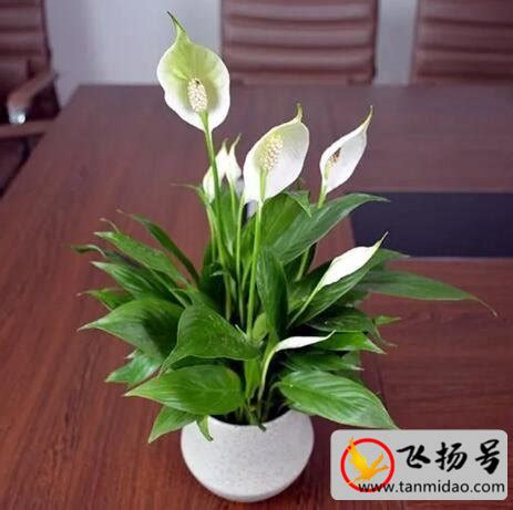 家里养什么花好|适合家里养的32种花 (多图)